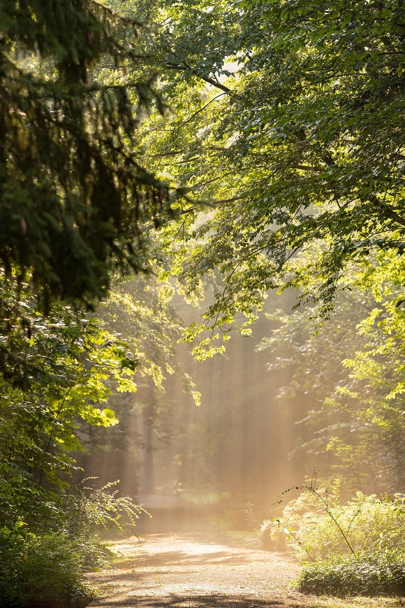 Enchanted Forest Grove